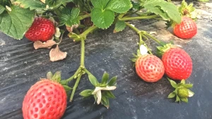 Köprübaşı Çileği Fiyatları Uçuşa Geçti! İşte Yeni Gözde Meyvenin Detayları